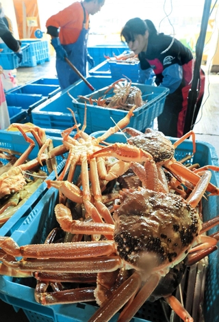 水揚げされて競り場に並ぶ松葉ガニ＝６日午前、浜坂漁港