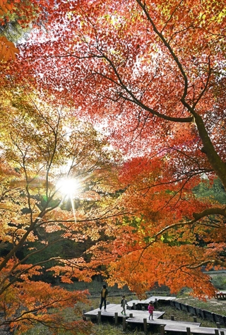 西日を浴びて輝くように見えるモミジ＝神戸市北区山田町、神戸市立森林植物園