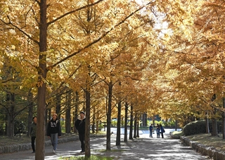 陽光に輝くメタセコイア並木＝神戸市北区山田町、神戸市立森林植物園（撮影・大田将之）
