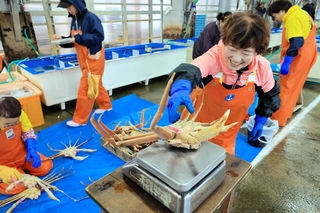 初競りに並べる松葉ガニの重さを量る女性＝柴山港