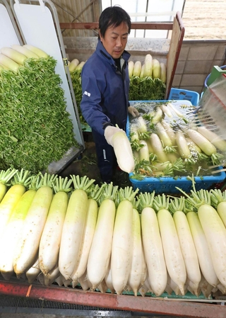 洗浄機で汚れを落とすなど出荷作業が進むダイコン＝たつの市御津町苅屋