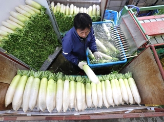 洗浄機で汚れを落とすなど出荷作業が進むダイコン＝たつの市御津町苅屋