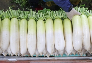 出荷を待つダイコン＝たつの市御津町苅屋