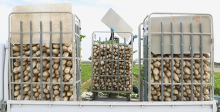 収穫され、運搬用ケースに並べられる大量のダイコン＝たつの市御津町苅屋