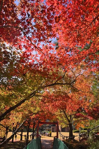 紅葉であちこちが彩られた多可町余暇村公園＝兵庫県多可町中区牧野