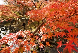小川沿いに広がる鮮やかな紅葉＝兵庫県多可町中区牧野