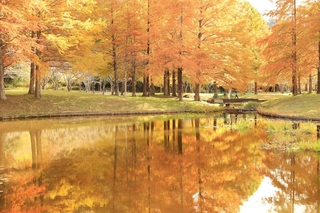 水面も彩るラクウショウ＝三田市小野、小野公園