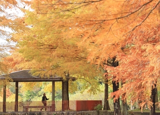 だいだい色に染まるラクウショウ＝三田市小野、小野公園（撮影・丸山桃奈）