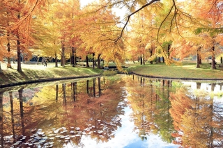 水面も染めるラクウショウ＝三田市小野、小野公園