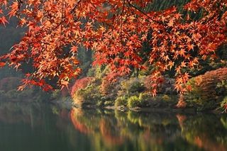 湖畔を染める紅葉＝朝来市生野町、銀山湖