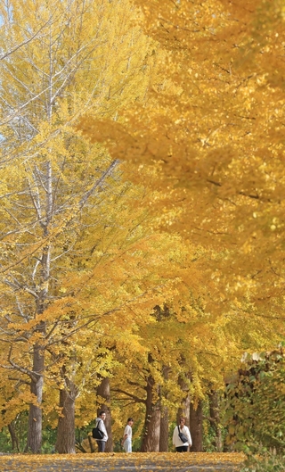 日差しを浴び、一面が黄色に染まったイチョウ並木＝豊岡市日高町栗栖野