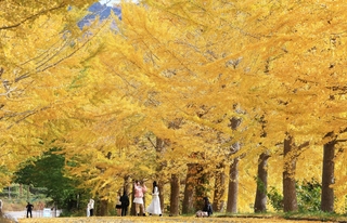 日差しを浴びて鮮やかさを増すイチョウ並木＝豊岡市日高町栗栖野