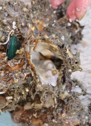 口を開けて死んでいるカキ＝赤穂市坂越湾沖