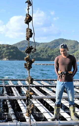 養殖いかだから引き揚げられたカキ＝赤穂市坂越湾沖