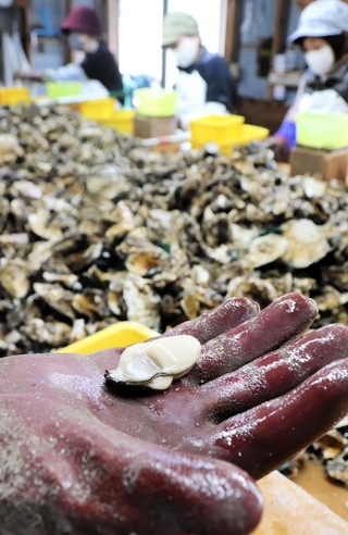 相生湾で水揚げされたカキのむき身。例年よりかなり小さい＝相生市相生