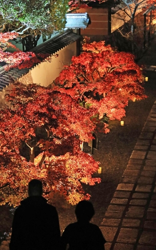 静かな境内でライトアップされる紅葉＝川西市満願寺町