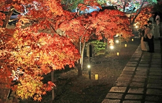 静かな境内でライトアップされる紅葉＝川西市満願寺町