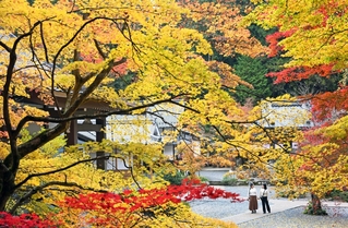 境内をカラフルに染める紅葉＝丹波篠山市東本荘、洞光寺