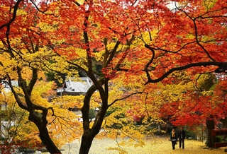 境内を赤、黄に染める木々＝丹波篠山市東本荘