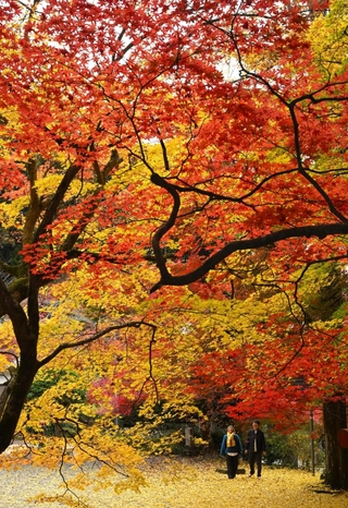 境内を赤、黄に染める木々＝丹波篠山市東本荘