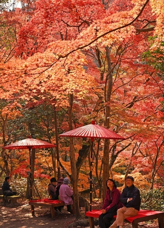 紅葉で鮮やかに染まった瑞宝寺公園＝神戸市北区有馬町