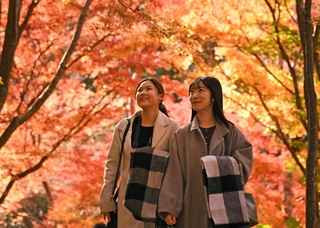 紅葉で鮮やかに染まった瑞宝寺公園＝神戸市北区有馬町