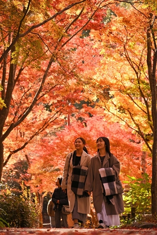紅葉で鮮やかに染まった瑞宝寺公園＝神戸市北区有馬町