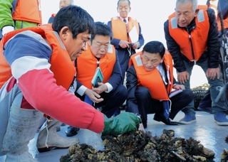 腰を下ろして大量死したカキに手を伸ばす末松信介参院議員（手前左から３人目）ら＝２２日午後、たつの市御津町室津、室津漁港沖