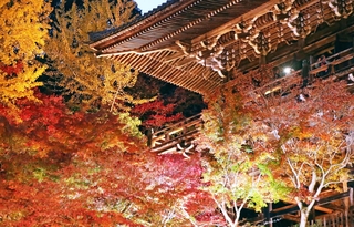 ライトアップされ、摩尼殿の近くで浮かび上がるモミジやイチョウ＝姫路市書写、書写山円教寺