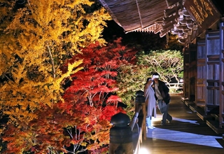 ライトアップされ、摩尼殿の近くで浮かび上がるモミジやイチョウ＝姫路市書写、書写山円教寺