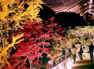 ライトアップされ、摩尼殿の近くで浮かび上がるモミジやイチョウ＝姫路市書写、書写山円教寺
