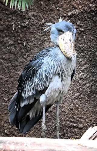 マリンバ（雌／１０歳）