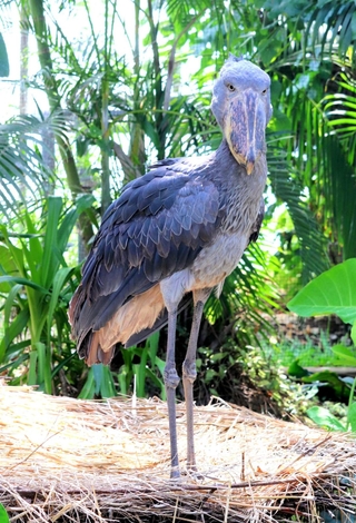 サカラ（雄／２歳）