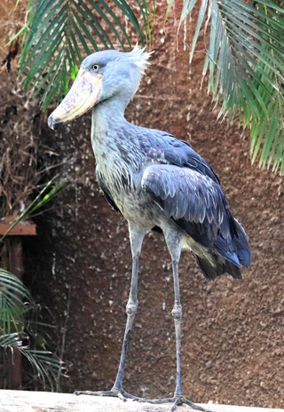 クラル（雌／２歳）