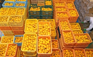 集荷場を埋め尽くすほど並べられたユズ＝姫路市安富町長野