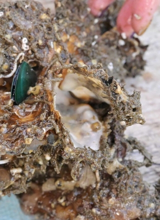 口を開けて死んでいるカキ＝兵庫県内