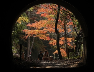 ハイカーでにぎわうＪＲ福知山線廃線跡。トンネルの先に錦秋が広がる＝宝塚市切畑