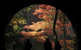 ハイカーでにぎわうＪＲ福知山線廃線敷。トンネルの向こうに錦秋が広がる＝宝塚市切畑