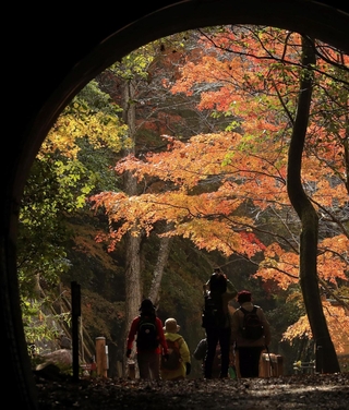 ハイカーでにぎわうＪＲ福知山線廃線敷。トンネルの向こうに錦秋が広がる＝宝塚市切畑