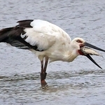 大きな魚を捕まえるコウノトリ＝加古川市内