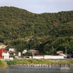 民家近くのため池に集まるコウノトリ。上空ではサギも飛び交う＝高砂市内