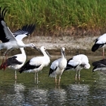 かいぼりで水位の下がったため池に集まるコウノトリ＝高砂市内
