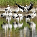 かいぼりで水位の下がったため池に集まるコウノトリ＝高砂市内