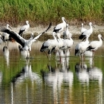 かいぼりで水位の下がったため池に集まるコウノトリ＝高砂市内