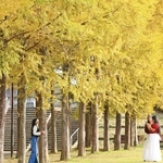 黄金に輝くメタセコイアの並木＝４日午後、西脇市上比延町（撮影・丸山桃奈）