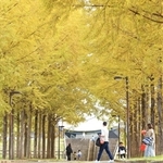 黄金に輝くメタセコイアの並木＝４日午後、西脇市上比延町（撮影・丸山桃奈）