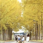 黄金に輝くメタセコイアの並木＝４日午後、西脇市上比延町（撮影・丸山桃奈）