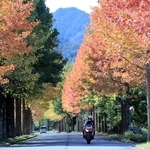 赤く染まったモミジバフウの並木＝西脇市塚口町（撮影・丸山桃奈）