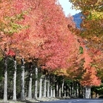 赤く染まったモミジバフウの並木＝西脇市塚口町（撮影・丸山桃奈）