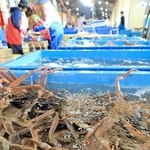 水揚げされて競り場に並ぶ松葉ガニ＝６日午前、浜坂漁港